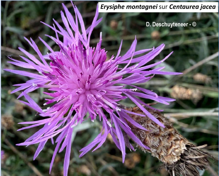 Erysiphe montagnei