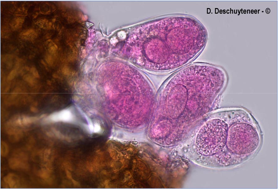 Erysiphe montagnei
