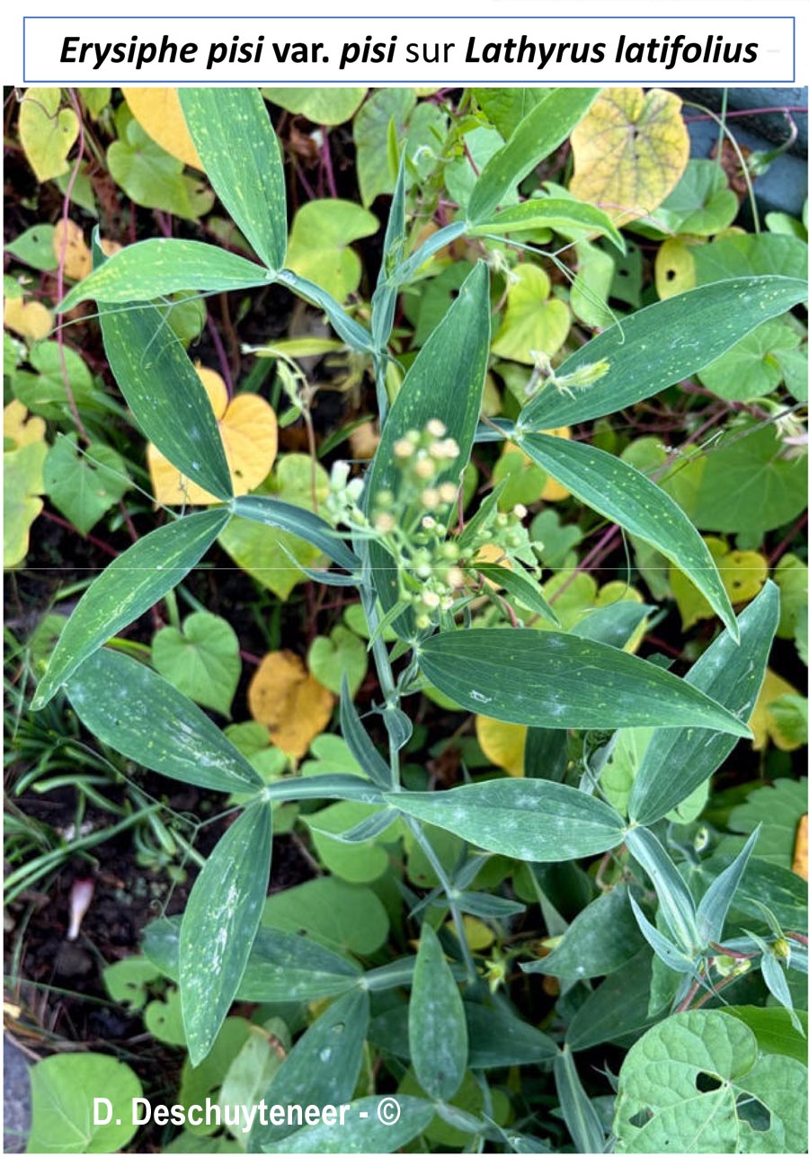Erysiphe pisi var. pisi