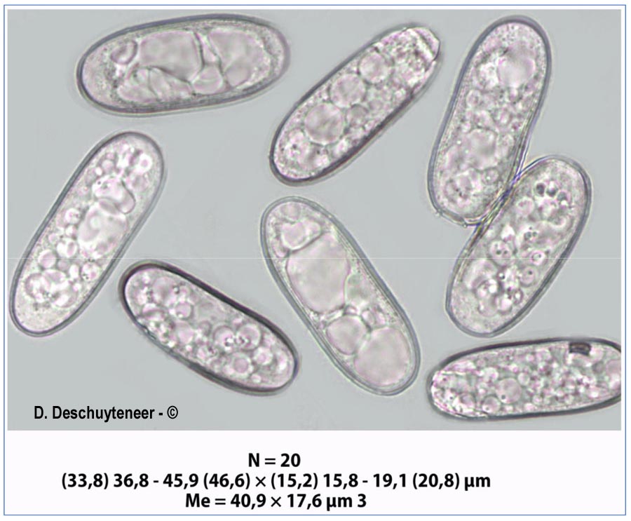 Erysiphe pisi var. pisi