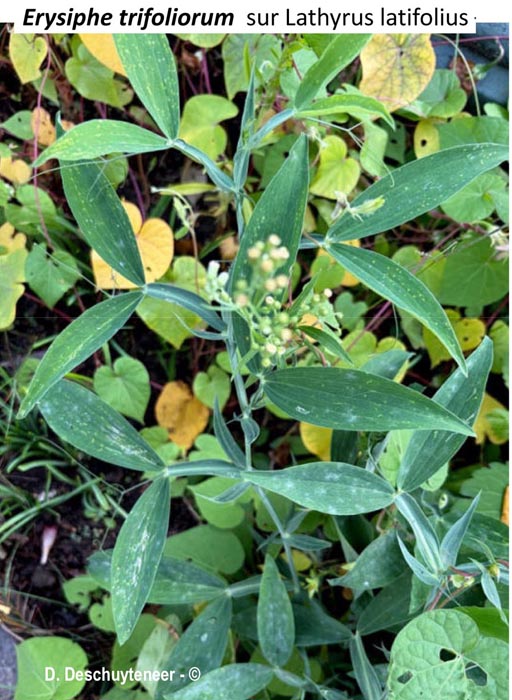 Erysiphe trifoliorum