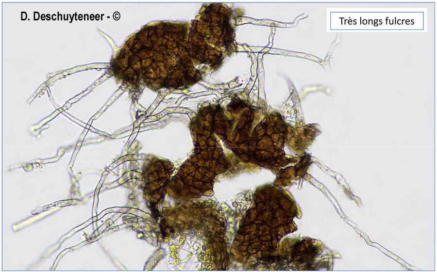 Erysiphe trifoliorum
