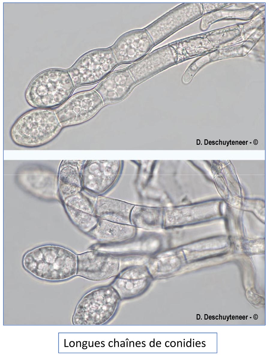 Golovinomyces ambrosiae