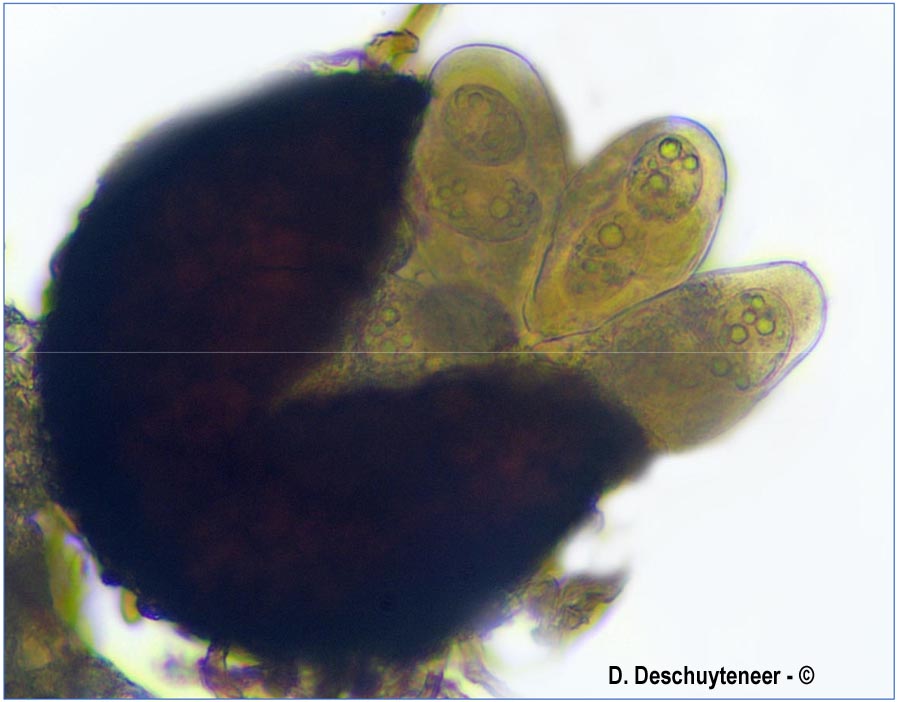 Golovinomyces ambrosiae