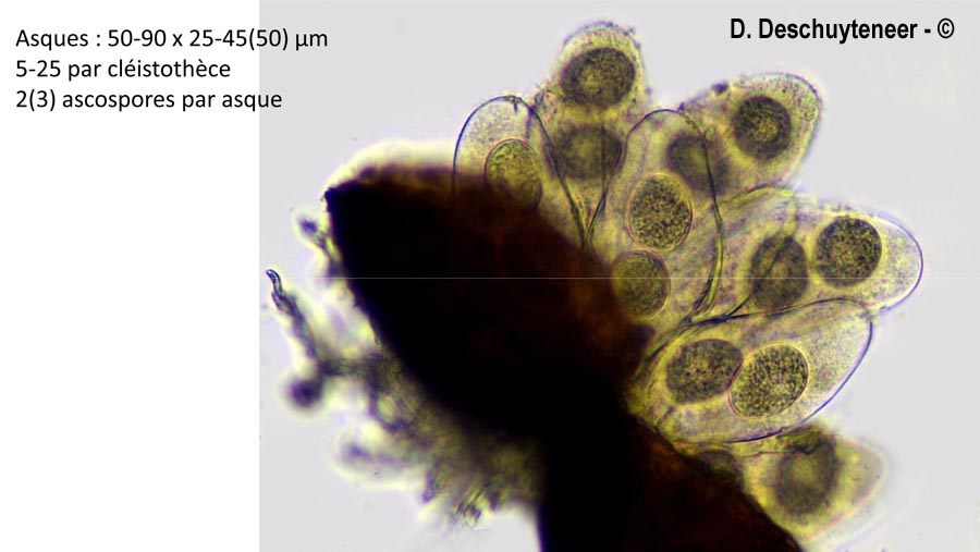 Golovinomyces artemisiae
