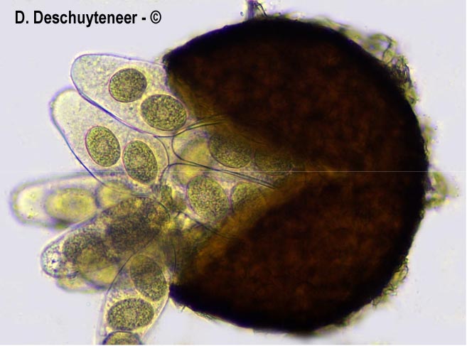Golovinomyces artemisiae
