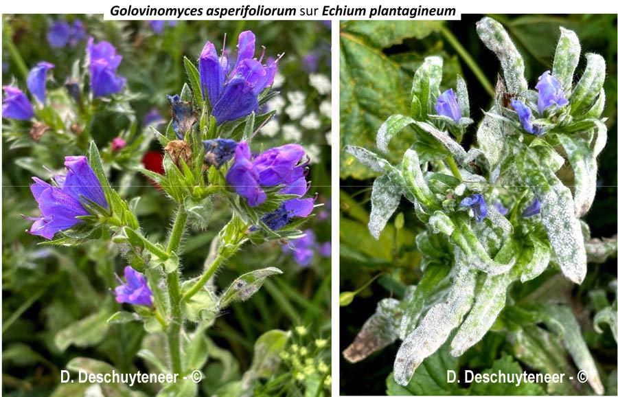 Golovinomyces asperifoliorum