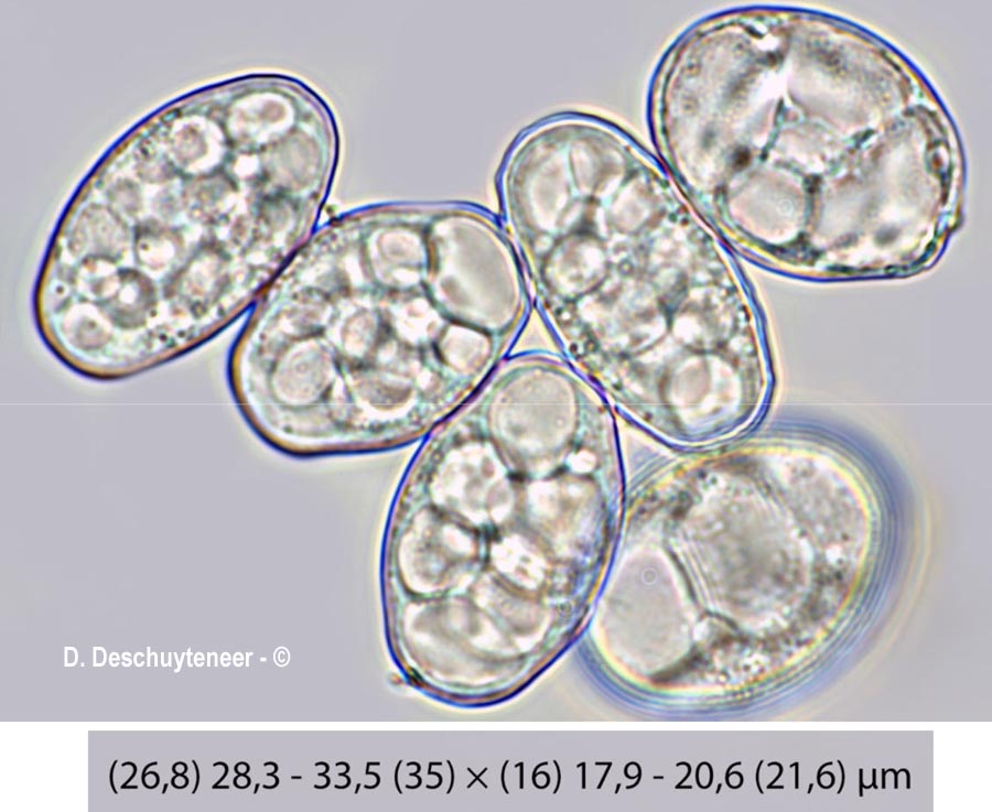 Golovinomyces asperifoliorum