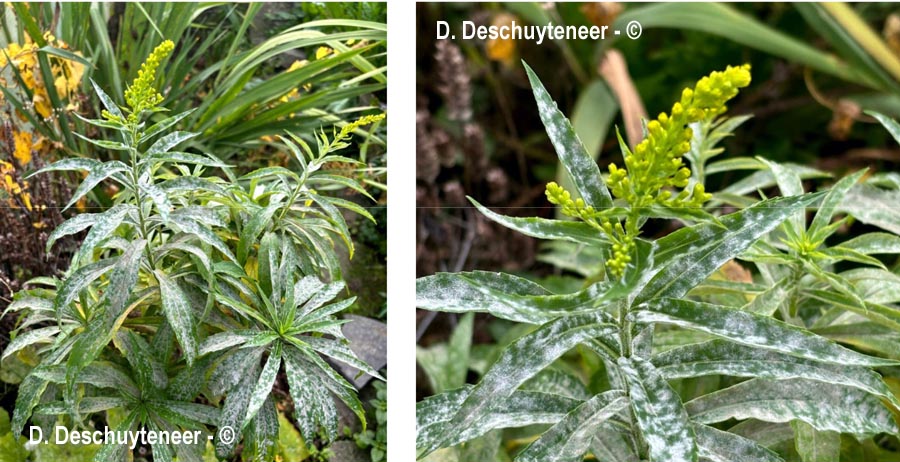 Golovinomyces asterum