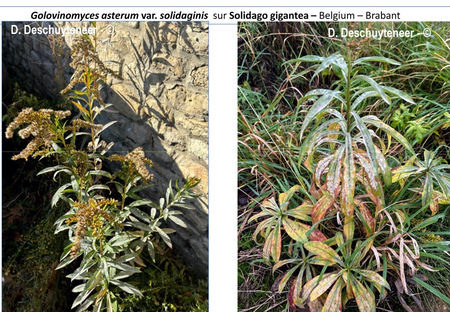 Golovinomyces asterum