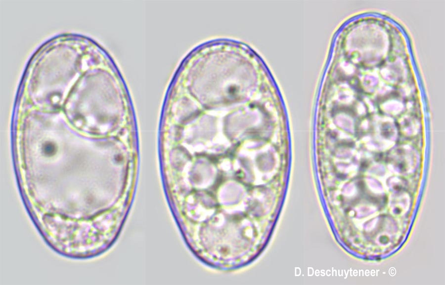 Golovinomyces asterum