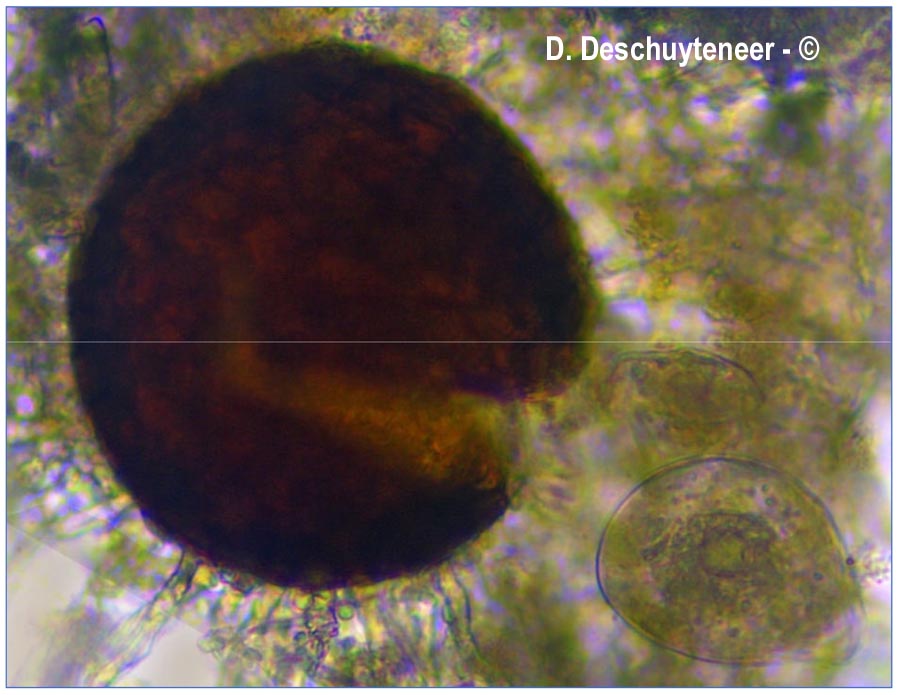 Golovinomyces asterum