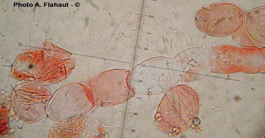 Golovinomyces biocellaris