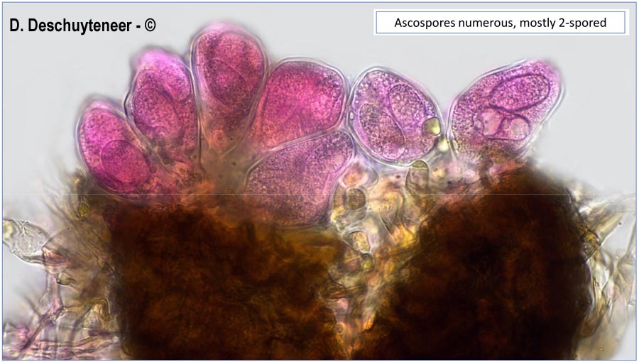 Golovinomyces bolayi