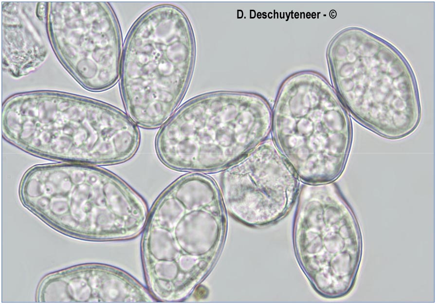 Golovinomyces cynoglossi
