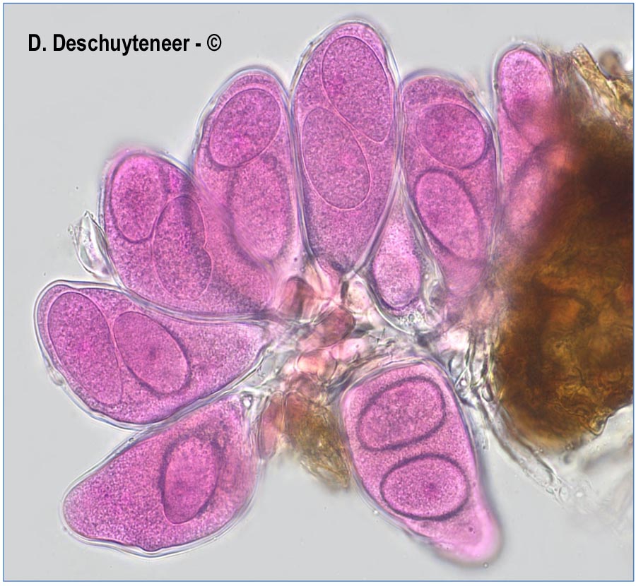 Golovinomyces latisporus
