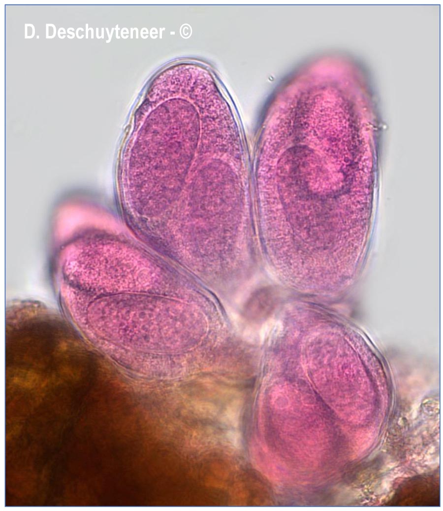 Golovinomyces orontii