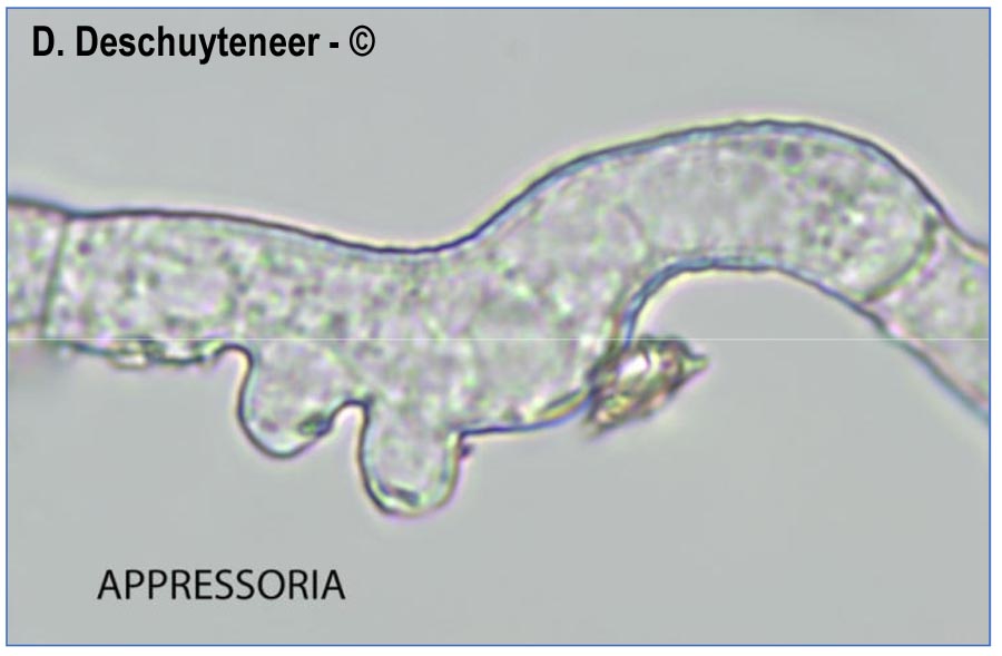 Golovinomyces orontii