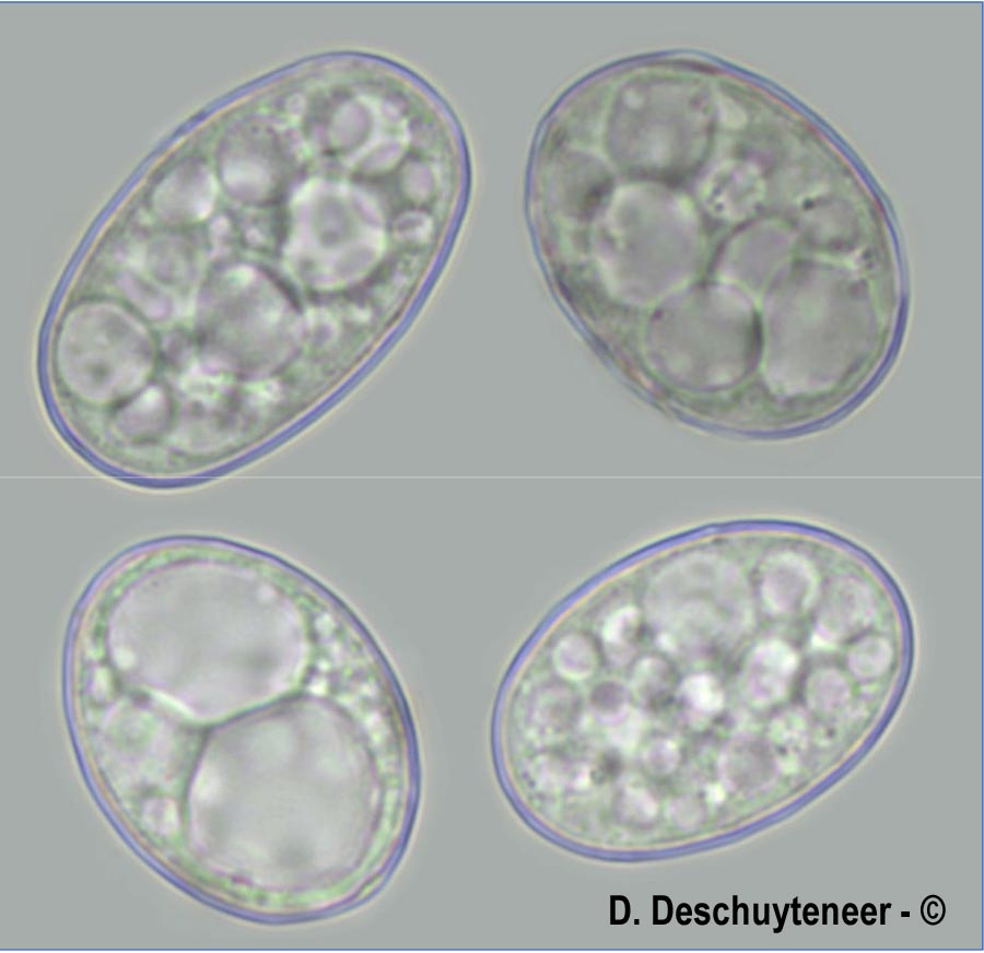 Golovinomyces orontii