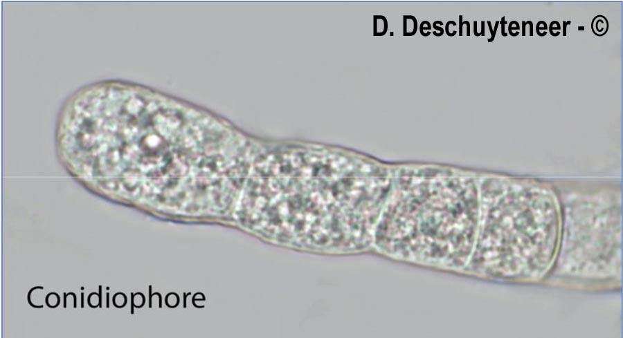 Golovinomyces orontii