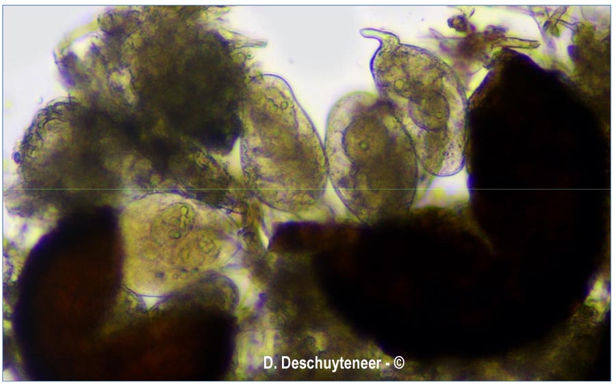 Golovinomyces salviae