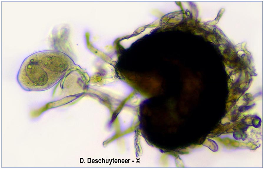 Golovinomyces salviae