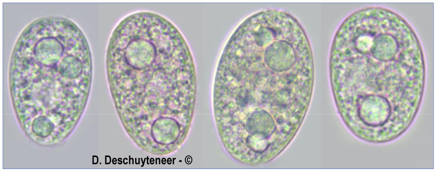 Golovinomyces salviae