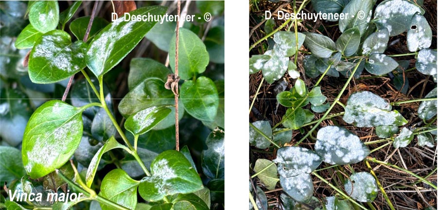 Golovinomyces vincae