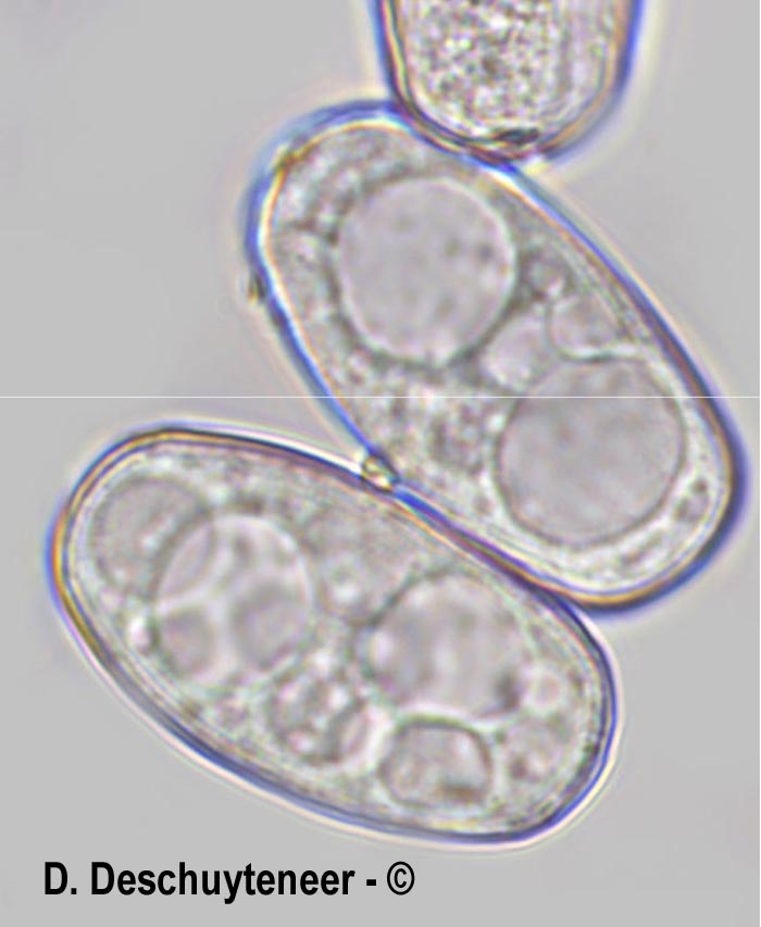 Golovinomyces vincae
