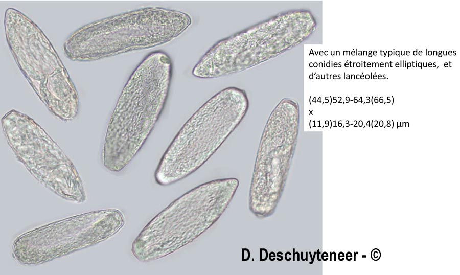 Leveillula picridis