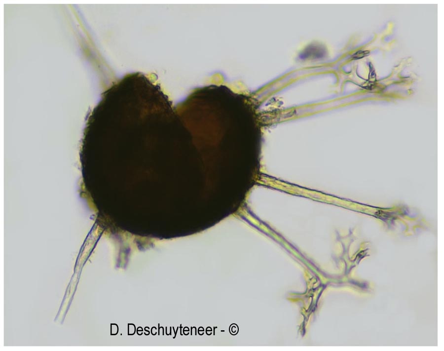 Erysiphe alphitoides