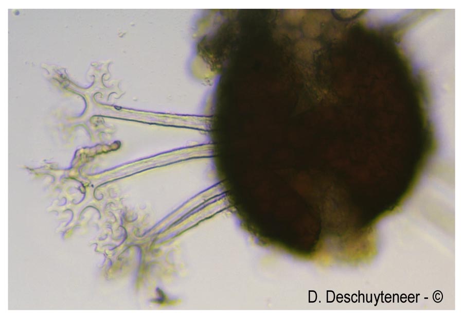 Erysiphe alphitoides