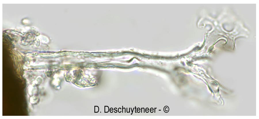 Erysiphe alphitoides