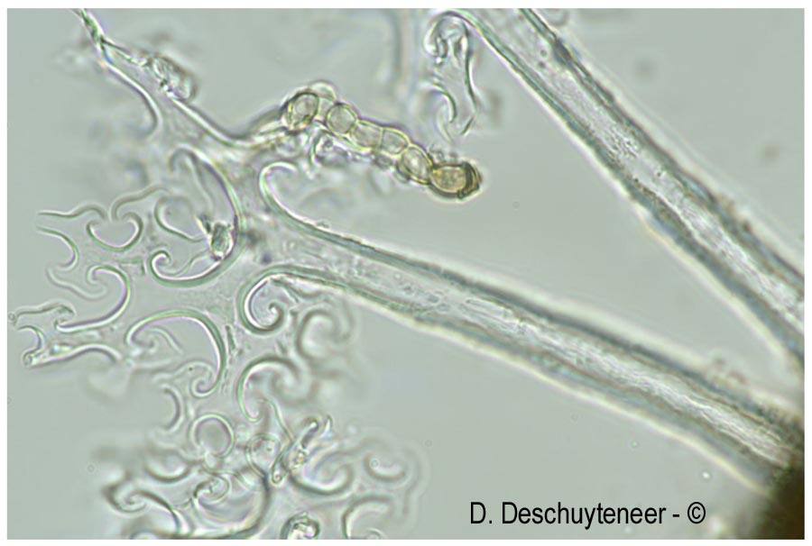 Erysiphe alphitoides