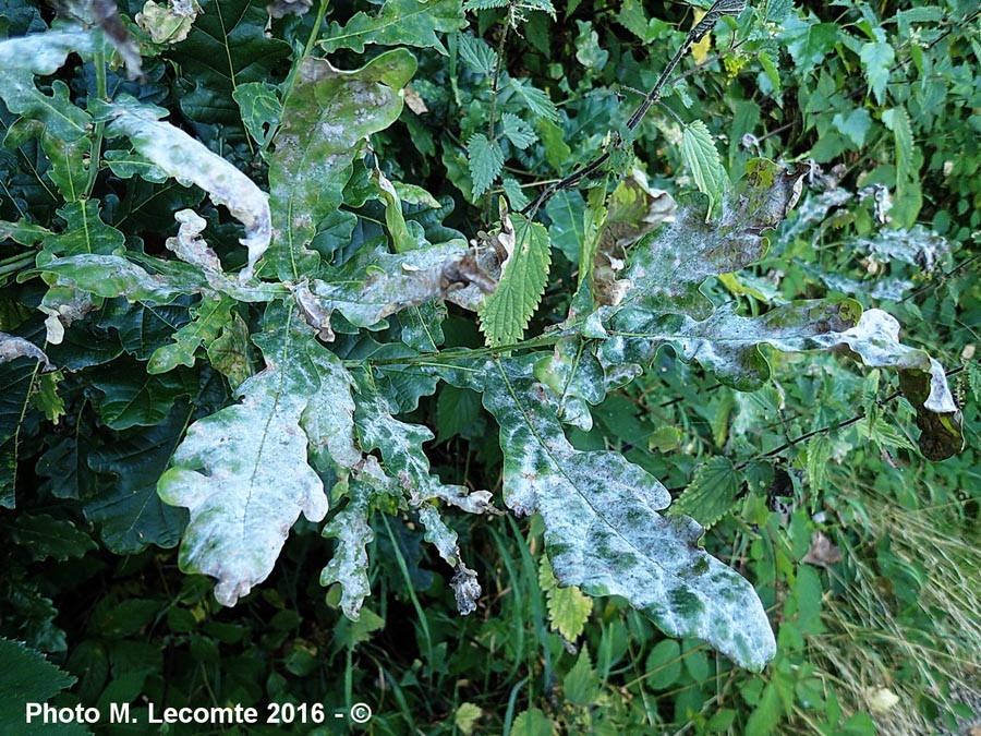 Microsphaera alphitoides (M. Lecomte, A. Février)