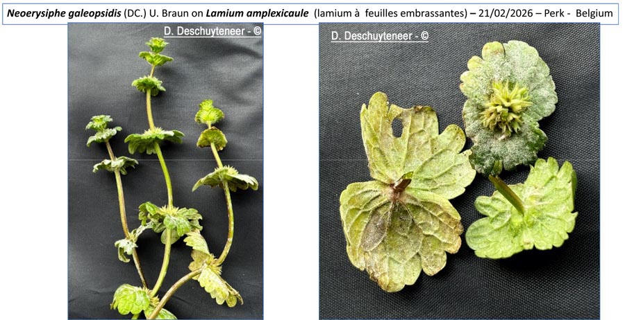 Neoerysiphe galeopsidis