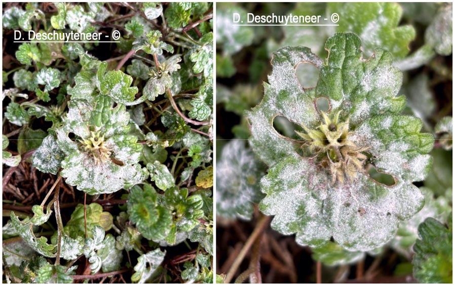 Neoerysiphe galeopsidis