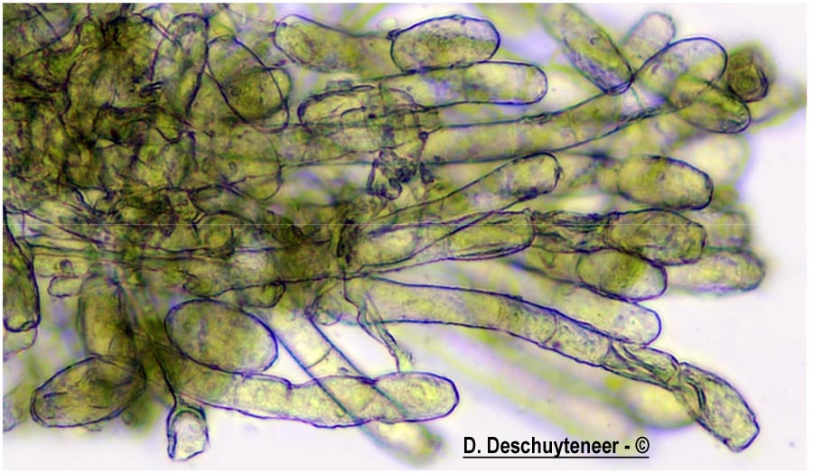 Neoerysiphe galeopsidis