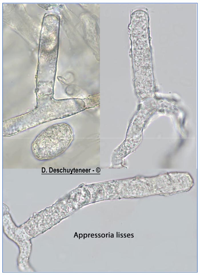 Neoerysiphe galeopsidis
