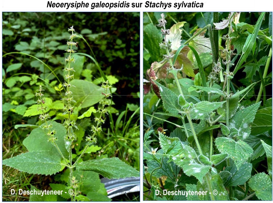 Neoerysiphe galeopsidis