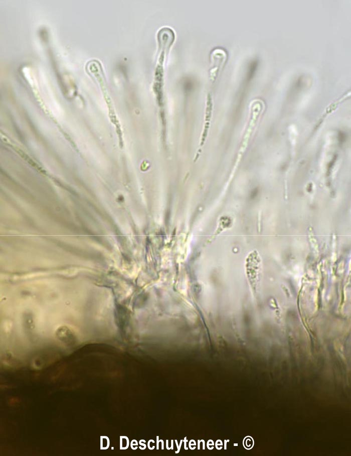 Phyllactina alnicola