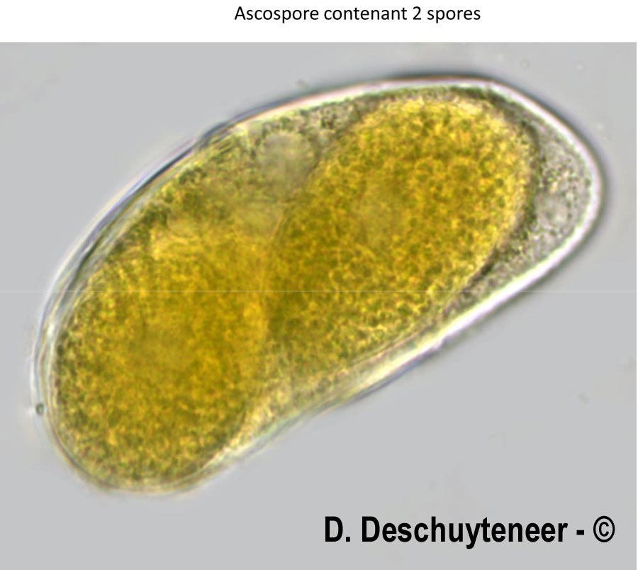 Phyllactina alnicola