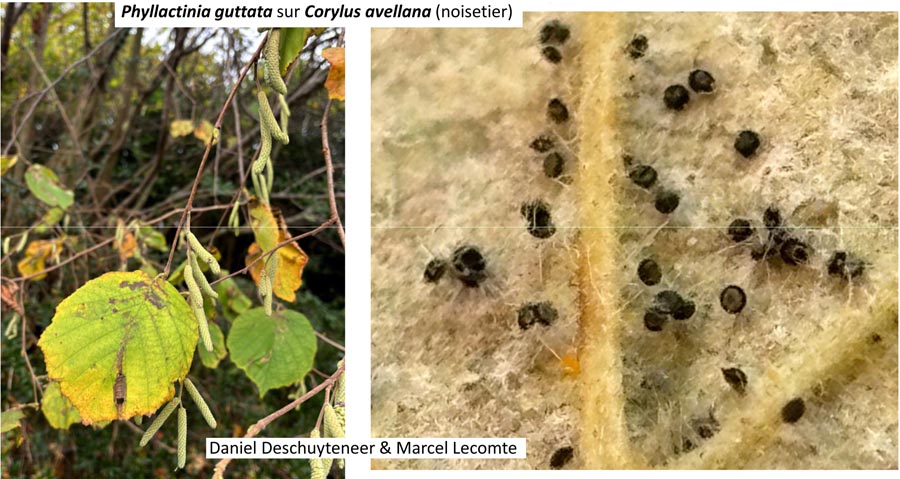 Phyllactinia guttata