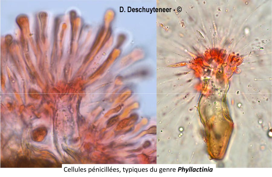 Phyllactinia guttata