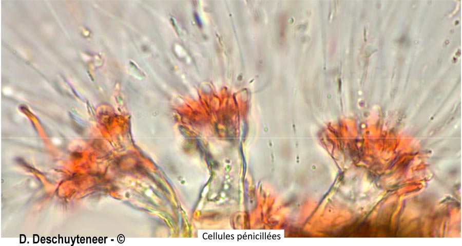 Phyllactinia guttata