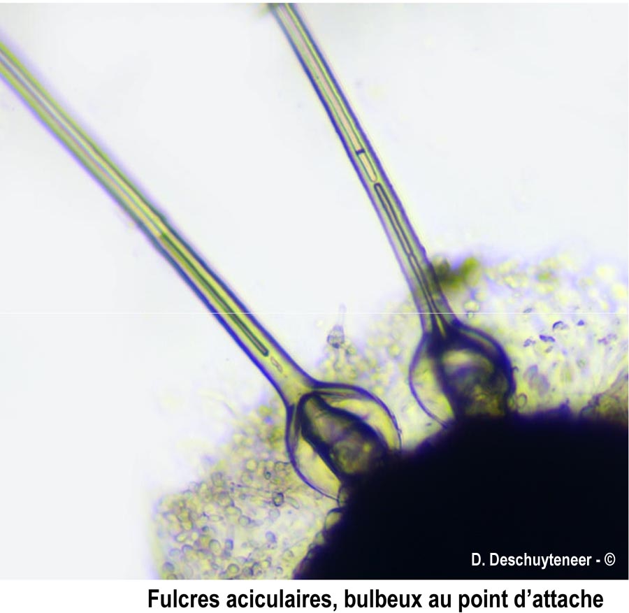 Phyllactinia guttata