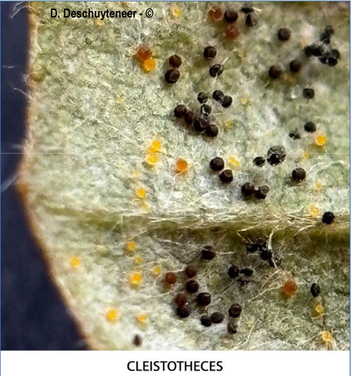 Phyllactinia orbicularis