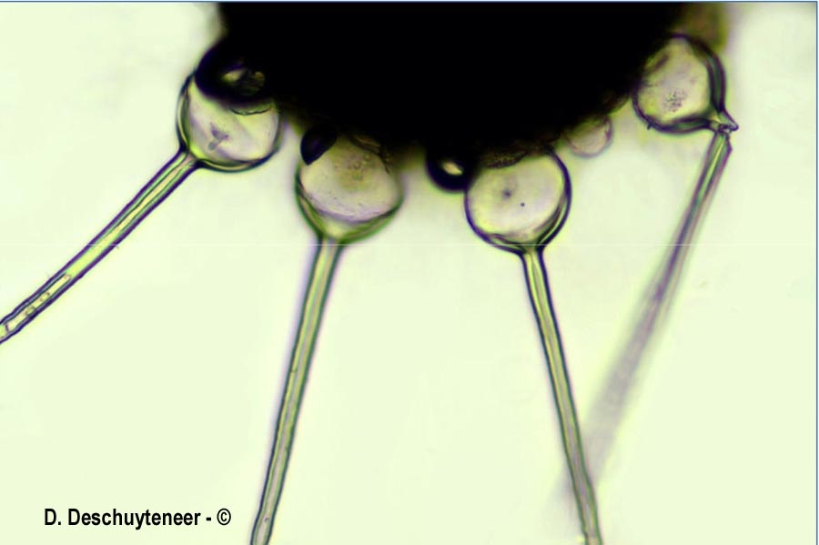 Phyllactinia orbicularis