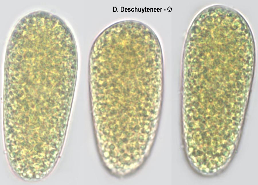Phyllactinia orbicularis