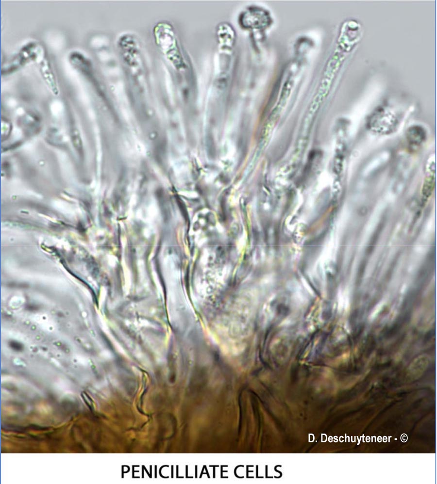 Phyllactinia orbicularis